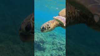 The BEST SNORKELING on KAUAI Hawaii Hideaway Beach [upl. by Phi]