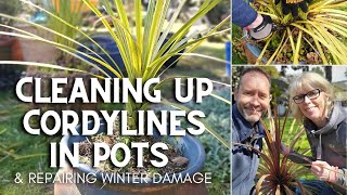 Cleaning up Cordylines in Pots 😃 [upl. by Hammock]