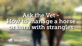 Ask the Vet  How to manage a horse or barn with strangles [upl. by Aliuqaj851]