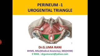 PERINEUM1UROGENITAL TRIANGLE [upl. by Orme603]