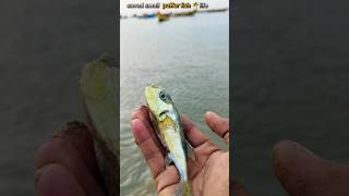 Rescue Mission Saving the Tiny Puffer Fish saveing pufferfish short fishing [upl. by Cyrill]