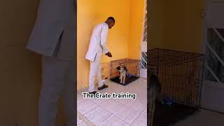 Simple Crate Training chikuthelab [upl. by Okiruy]