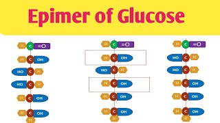 Epimer of Glucose Difference in Glucose amp Mannose Difference in Glucose amp Galactose [upl. by Eirised]