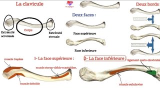 ostéologie  la clavicule [upl. by Ettezel39]