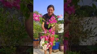 White Pink Bougainvillea Plant at My Rooftop Garden😍 rooftopgarden gardening plantation trending [upl. by Sivrad]