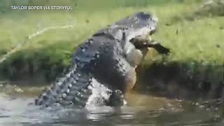 Massive alligator eats other alligator whole in shocking video  ABC7 [upl. by Elgna]