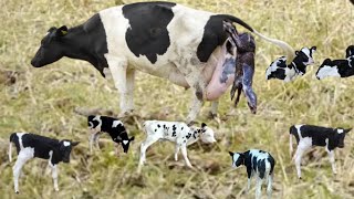 Cow giving birth and calf drinking milk first time  Modern Cow Farming in India  delivery video [upl. by Yenruogis6]