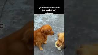 Los perros se toman muy en serio las bromas 😂🐶 [upl. by Anirpas713]