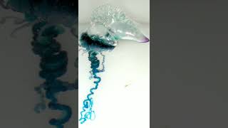 Portuguese Man o War Physalia physalis  Observed in Description [upl. by Dawson174]