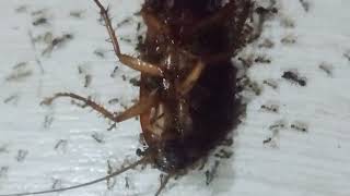 Ant Watching antlover ants antsgomarching antscanada asmrvideo lovinganimalstv [upl. by Jory602]