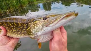 Fishing For BIG PIKE amp BASS Biggest Fish We Have Caught [upl. by Ociram]