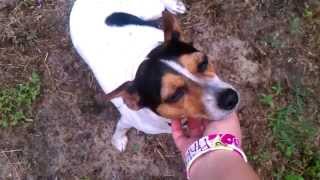 Jack Russell Terrier races Rat Terrier [upl. by Aidnic895]