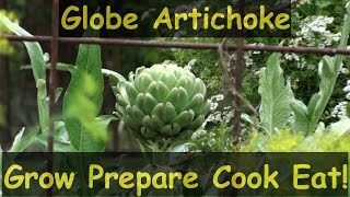 How to Grow Globe Artichokes Prepare Cook amp Eat Them [upl. by Gerald]