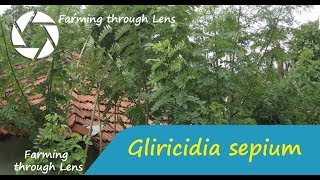 Gliricidia sepium  கிளிரிசிடியா [upl. by Aiet]