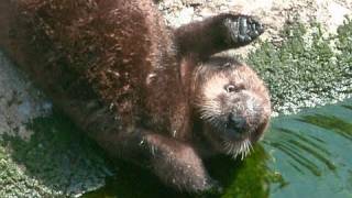 Rescued Sea Otter Pup on Exhibit [upl. by Nivan]