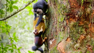 Macaques SLAP Squirrels And Steal Their Food  Primates  BBC Earth [upl. by Abebi334]