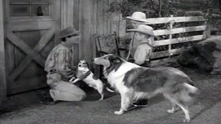 Lassie  Rock Hound  Full Episodes  Videos For Kids  Kids Movies 🐕 [upl. by Airbas937]