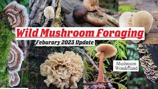 Wild Mushroom Foraging February 2023 Update [upl. by Arorua]