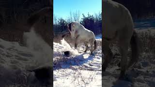 NOT MY HORSE Silly horse in the snow horses horse horsey snow fun cute rearing [upl. by Aerdnek839]