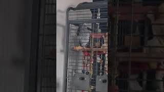 Grey Parrot Talk Smart africangreyparrots talkingparrot greyparrot Talking Parrot Smoothly birds [upl. by Akineg706]