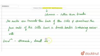 Describe columnar epithelium [upl. by Nevur]