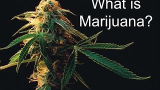 What is Marijuana [upl. by Sigfried233]