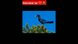 Es§a é a incrível gralha azulpreserveblue crow💚🐦🌲 [upl. by Aydan]