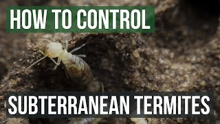 How to Control Subterranean Termites [upl. by Nollek]