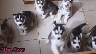 Cute Husky Puppies First Time Howling And Barking [upl. by Granville]