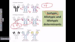 Isotype allotype and idiotype [upl. by Adala]