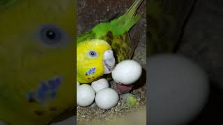 Budgie eggs first baby 🥰🐣 budgies parrot lovebirds birdslover animal [upl. by Sparke]