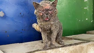 Blue cat was severely burned by its ownerthrown into a trash binuntil a clean worker found it [upl. by Stover]