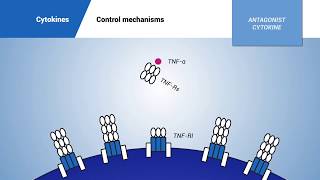 Cytokines control mechanisms [upl. by Lianne625]