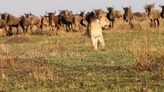 A herd of wildebeests following a lioness Watch to the end [upl. by Aillimat]