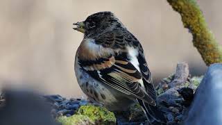 Brambling Fringilla montifringilla [upl. by Dugald]