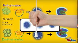 Ptotostomiens vs Deutérostomiens [upl. by Mendelsohn619]