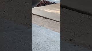 My striped whiptail buddy patrols the driveway gap for crickets in Point Venture TX laketravis [upl. by Jenette]