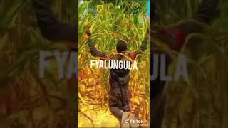 Chester  Fyalungula  Official Audio [upl. by Yennep]