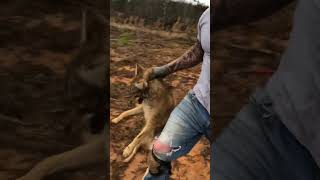 Live Market coyote trapping trapper [upl. by Bach99]