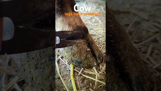 Problems with cows legs shortsfeed oddlysatisfying cleaning [upl. by Oznohpla]