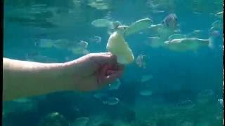 Fische füttern beim Schnorcheln in Cala Gonone Sardinien [upl. by Dolloff]