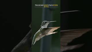 Hummingbirds Unique Flying Abilities birds shorts [upl. by Aicarg]