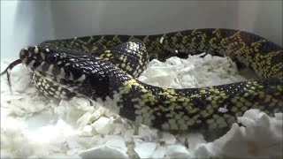 Lampropeltis getula splendida Baird amp Girard 1853 HD  Kingsnake  ExpoZoo  102014 [upl. by Dier]