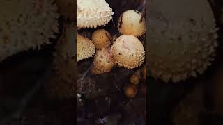 Pholiota squarrosaShaggy Scalycap mushroom fungi nature foraging food wildlife [upl. by Nossyla]