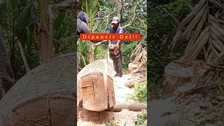 Chainsaw  Senso Kecil Part 309 sniperpaytren paytrenciwiru paytren [upl. by Airad]