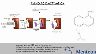 Aminoacylation [upl. by Adnoyek]