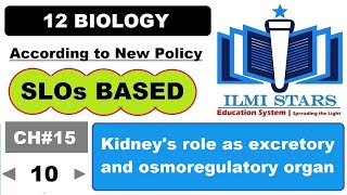 Kidneys roles as excretory as well as osmoregularity organ  class 12 biology chapter 15 homeostasis [upl. by Marilyn]