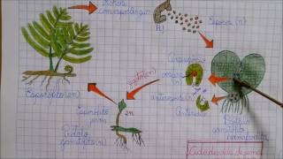 REPRODUÇÃO DAS PTERIDÓFITAS PLANTAS  Angelo Vieira [upl. by Ane208]