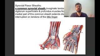 Hand Anatomy P2 Fibrous flexor sheath جامعة وارث [upl. by Jacy976]