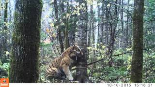 Wild Siberian Tiger in Russian Far East [upl. by Ainesey]